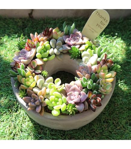 多肉植物　アンストーン Amazon.co.jp: アンストーン 多肉植物7.5㎝ポッ ト エケベリア 根付苗